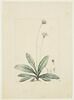 Une plante du jardin de Cels : Chaptalia tomentosa (Composées), image 1/2