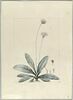 Une plante du jardin de Cels : Chaptalia tomentosa (Composées), image 2/2