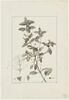 Une plante du jardin de Cels : Mercurialis elliptica (Euphorbiacées), image 1/2