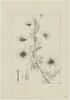Une plante du jardin de Cels : Scandix pinnatifida (Ombellifères), image 1/2