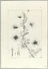 Une plante du jardin de Cels : Scandix pinnatifida (Ombellifères), image 2/2