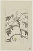 Une plante du jardin de Cels : Centaurea prolifera (Composées), image 1/2