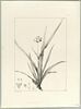 Une plante du jardin de Cels : Tradescantia rosea (Commélinacées), image 2/2