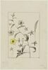 Une plante du jardin de Cels : Celsia lanceolata (Scrofulariacées), image 1/2