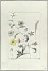 Une plante du jardin de Cels : Celsia lanceolata (Scrofulariacées), image 2/2