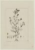 Une plante du jardin de Cels : Tagetes papposa (Composées), image 1/2