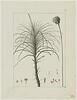 Une plante du jardin de Cels : Statice fasciculata (Plumbaginacées), image 1/2