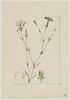 Une plante du jardin de Cels : Dianthus monadelphus (Caryophyllacées), image 1/2