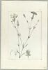 Une plante du jardin de Cels : Dianthus monadelphus (Caryophyllacées), image 2/2