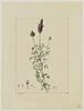 Une plante du jardin de Cels : Dalea purpurea (Légumineuses), image 1/2