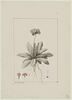 Une plante du jardin de Cels : Primula auriculata (Primulacées), image 1/2