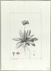 Une plante du jardin de Cels : Primula auriculata (Primulacées), image 2/2