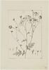 Une plante du jardin de Cels : Chrysanthemum praealtum (Composées), image 1/2