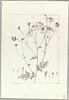 Une plante du jardin de Cels : Chrysanthemum praealtum (Composées), image 2/2