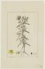 Une plante du jardin de Cels : Hypericum dolabriforme (Hypéricacées), image 1/2