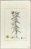 Une plante du jardin de Cels : Hypericum dolabriforme (Hypéricacées), image 2/2
