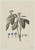 Une plante du jardin de Cels : Ruellia varians (Acanthacées), image 1/2