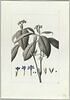 Une plante du jardin de Cels : Ruellia varians (Acanthacées), image 2/2