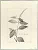 Une plante du jardin de Cels : Citharexylum pentadrum (Verbénacées), image 2/2