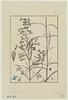 Une plante du jardin de Cels : Salvia acuminata (Labiées), image 1/2