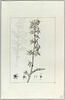 Une plante du jardin de Cels : Phyteuma pinnatum (Campanulacées), image 2/2