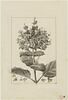 Une plante du jardin de Cels : Salvia compressa (Labiées), image 1/2