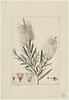 Une plante du jardin de Cels : Metrosideros lophantha (Myrtacées), image 1/2