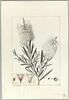 Une plante du jardin de Cels : Metrosideros lophantha (Myrtacées), image 2/2