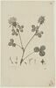 Une plante du jardin de Cels : Trifolium elypteatum (légumineuses), image 1/2