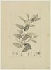 Une plante du jardin de Cels : Andromeda cassinefolia (Ericacées), image 1/2