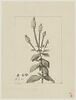 Une plante du jardin de Cels : Verbena stricta (Verbénacées), image 1/2