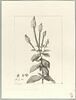 Une plante du jardin de Cels : Verbena stricta (Verbénacées), image 2/2