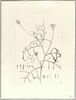 Une plante du jardin de Cels : Erucaria aleppica (Crucifères), image 2/2