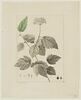Une plante du jardin de Cels : Viburnum acerifolium (Caprifoliacées), image 1/2