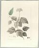 Une plante du jardin de Cels : Viburnum acerifolium (Caprifoliacées), image 2/2