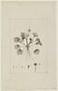 Une plante du jardin de Cels : Ranunculus echinatus (Renonculacées), image 1/2