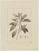 Une plante du jardin de Cels : Pittosporum undulatum (Pittosporacées), image 1/2
