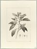 Une plante du jardin de Cels : Pittosporum undulatum (Pittosporacées), image 2/2