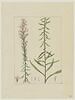Une plante du jardin de Cels : Eupatorium speciosum (Composées), image 1/2