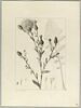 Une plante du jardin de Cels : Centaurea alata (Composées), image 2/2