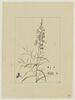 Une plante du jardin de Cels : Antirrhinum bipartitum (Scrofulariacées), image 1/2