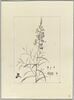 Une plante du jardin de Cels : Antirrhinum bipartitum (Scrofulariacées), image 2/2