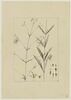 Une plante du jardin de Cels : Silene longipetala (Caryophyllacées), image 1/2
