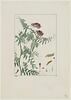Une plante du jardin de Cels : Vicia atropurpurea, image 1/2