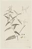 Une plante du jardin de Cels : Polygonum acetosaefolium (Polygonacées), image 1/2