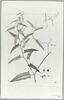 Une plante du jardin de Cels : Polygonum acetosaefolium (Polygonacées), image 2/2