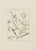 Une plante du jardin de Cels : Cheiranthus longipetalus (Crucifères), image 1/2
