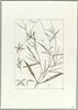 Une plante du jardin de Cels : Cheiranthus longipetalus (Crucifères), image 2/2