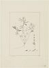 Une plante du jardin de Cels : Orobus saxatilis (Légumineuses), image 1/2