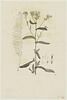 Une plante du jardin de Cels : Achillea asplenifolia (Composées), image 1/2
